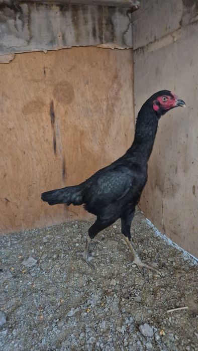 Тунка тож хуроз карес макиён турк макиён