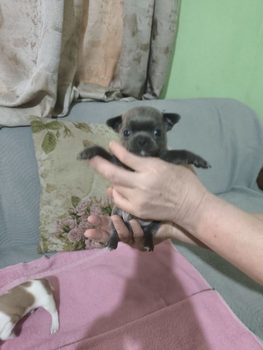 Продажа щенков чихуахуа