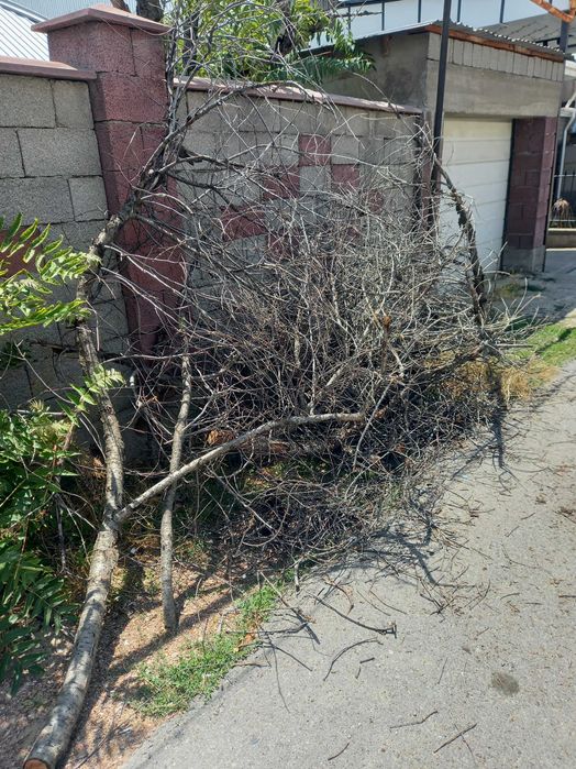 Дрова и ветки дерева бесплатно самовывоз