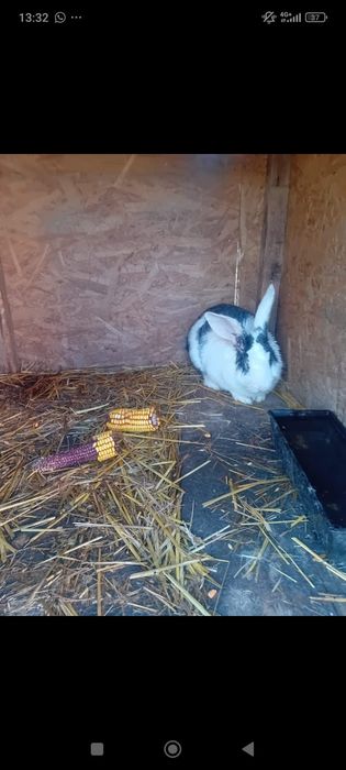 Vand/schimb iepuri diferite rase