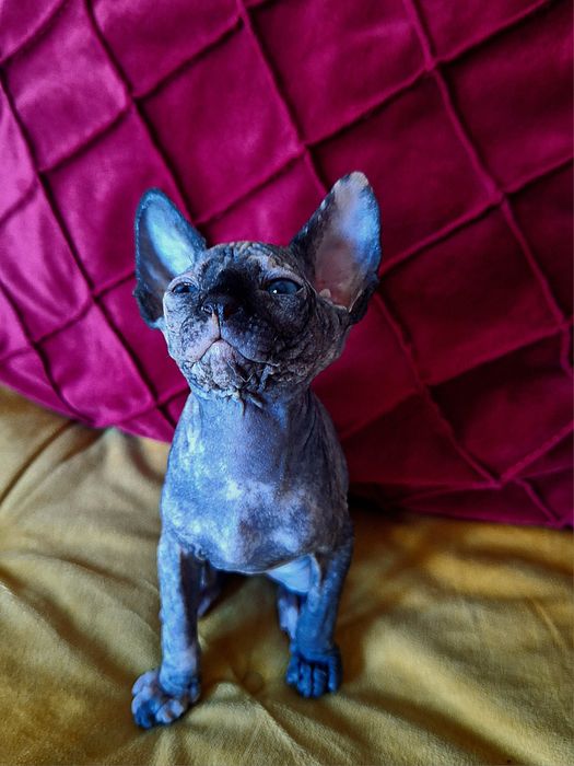 Pisica Sphinx/Sphynx Tortie