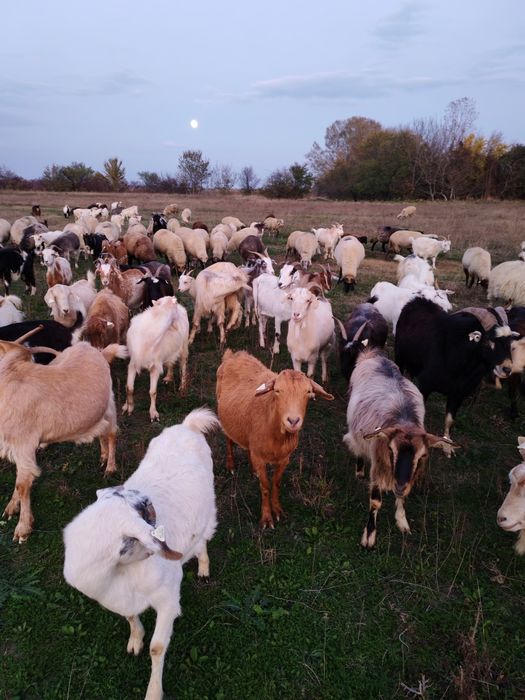 Vând capre tinere de prasila