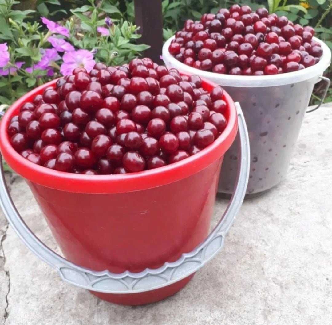 Продам спелую вишню