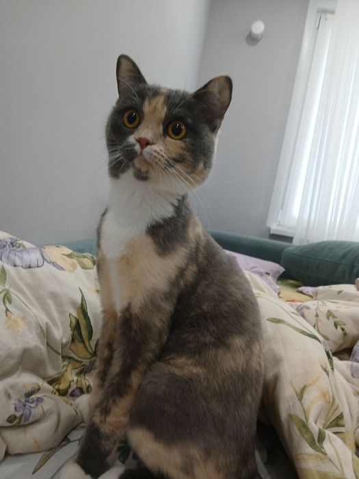 Кошка британская