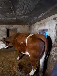 Vând vacă bălțată românească