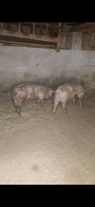 Прасета 100-130кг