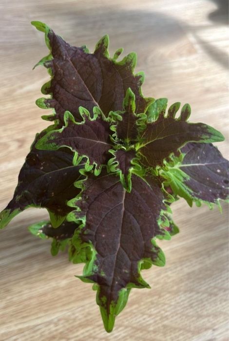 Отдам цветок даром