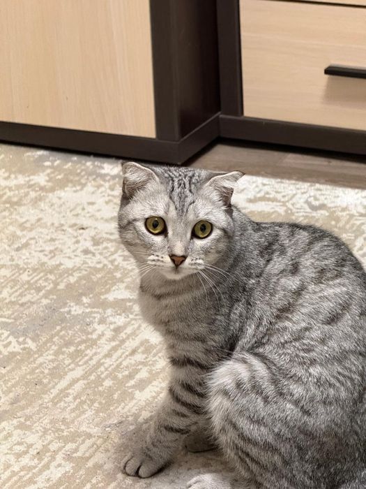 Отдам кошку в добрые руки