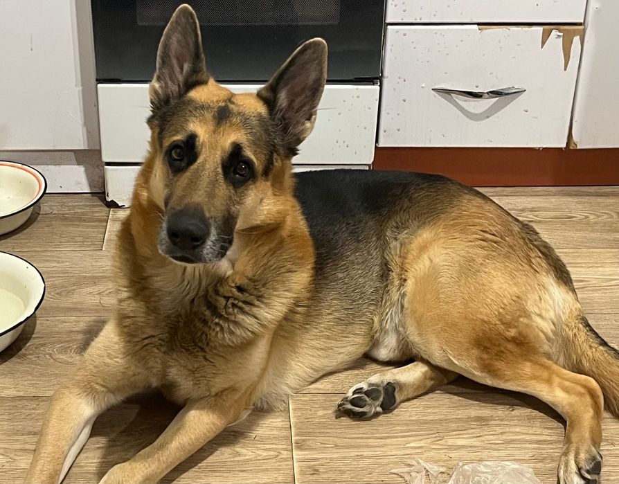 Овчарка в добрые руки