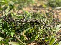 Messor laboriosus(красногрудый муравей жнец)