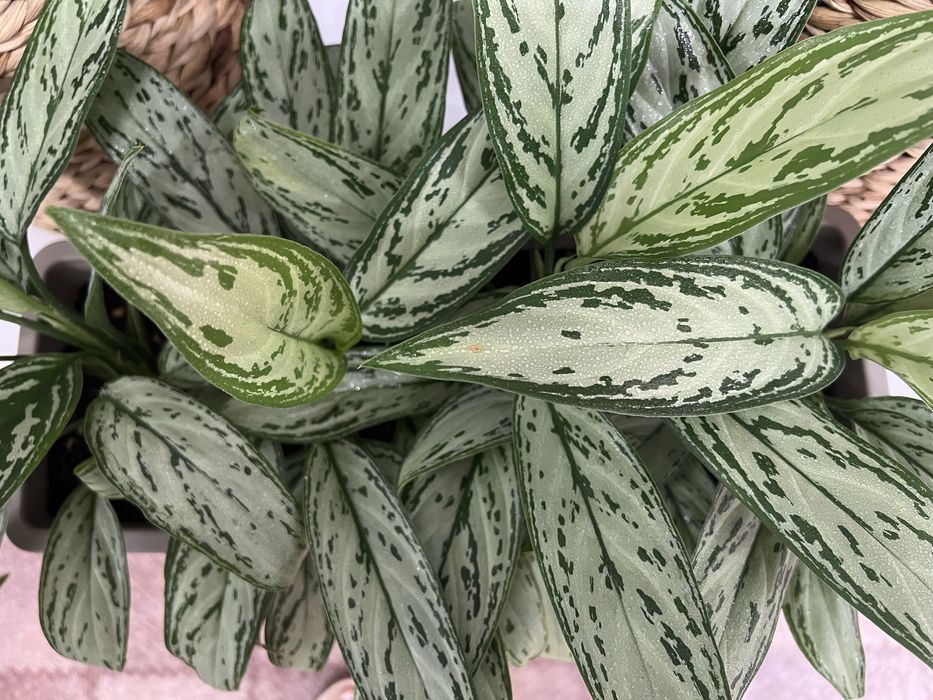 Аглаонема для офиса и дома