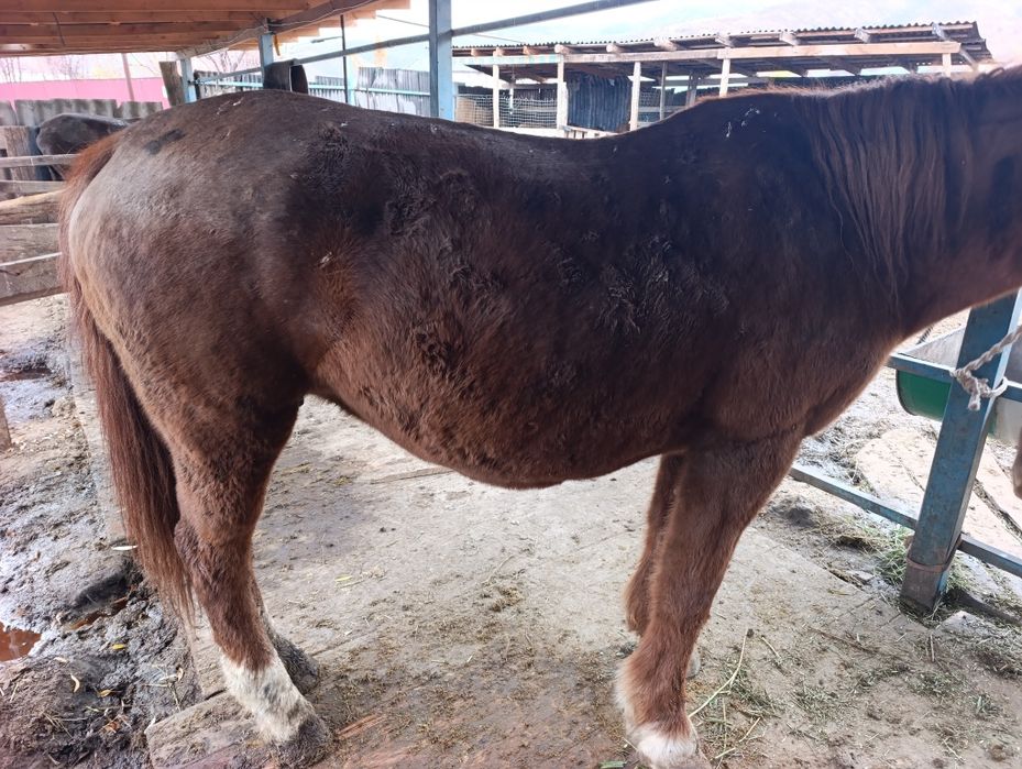 Жылқы семіз бордақы сатылады лошадь