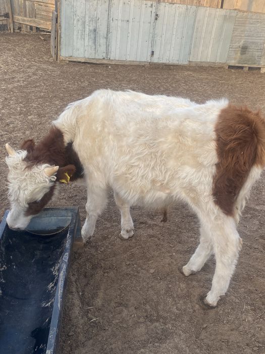 Еркек семіз баспақтар сатылады