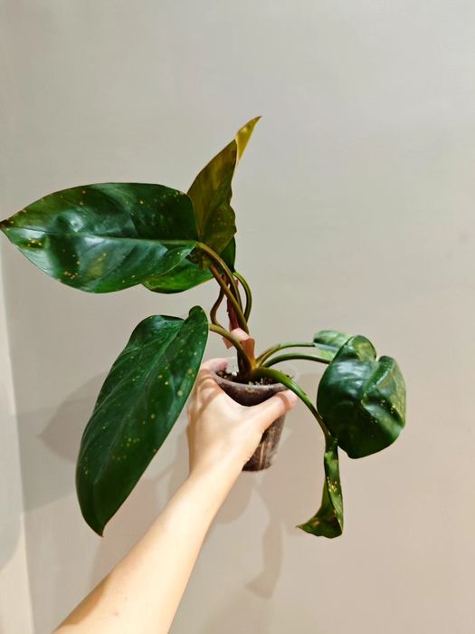 Цветы орхидеи филодендрон