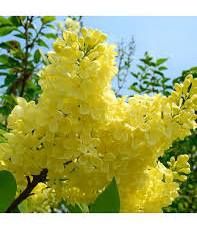 Liliac (Galben Intens )