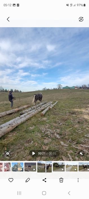 Armasar Comtois  2 ani jumate adus din Franta