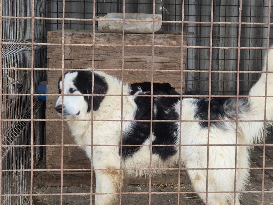 Mascul ciobanesc de bucovina
