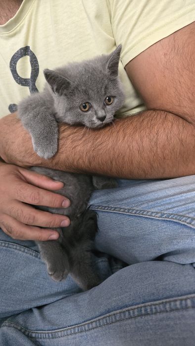 British shorthair blue