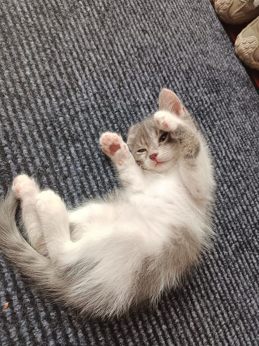 Котёнок 3 годика