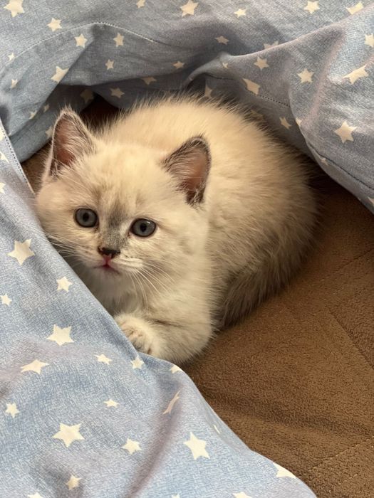 Тараз мысық кошка 4ай домашная рот женский