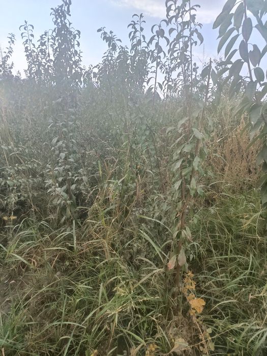 Mevali daraxtlar hammasi kafolatlanadi