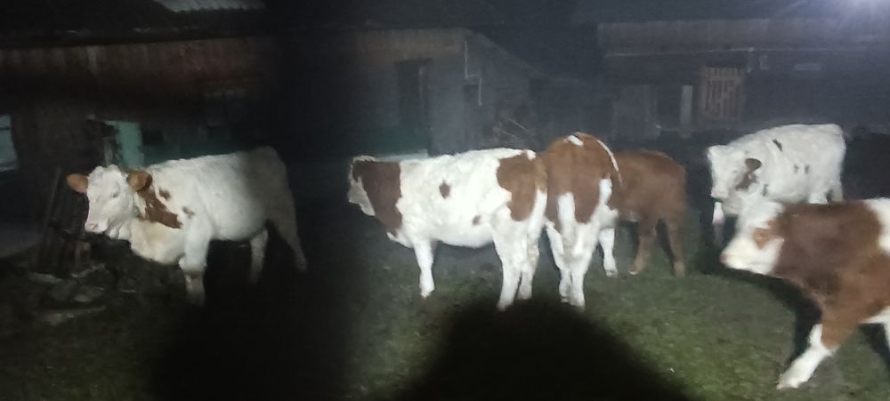 Vitei de vânzare 10 bucăți masculi