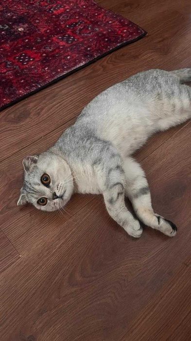 Шотландская вислоухая кошка