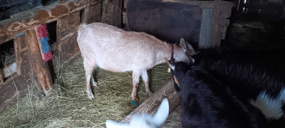 Capre metis de alpin