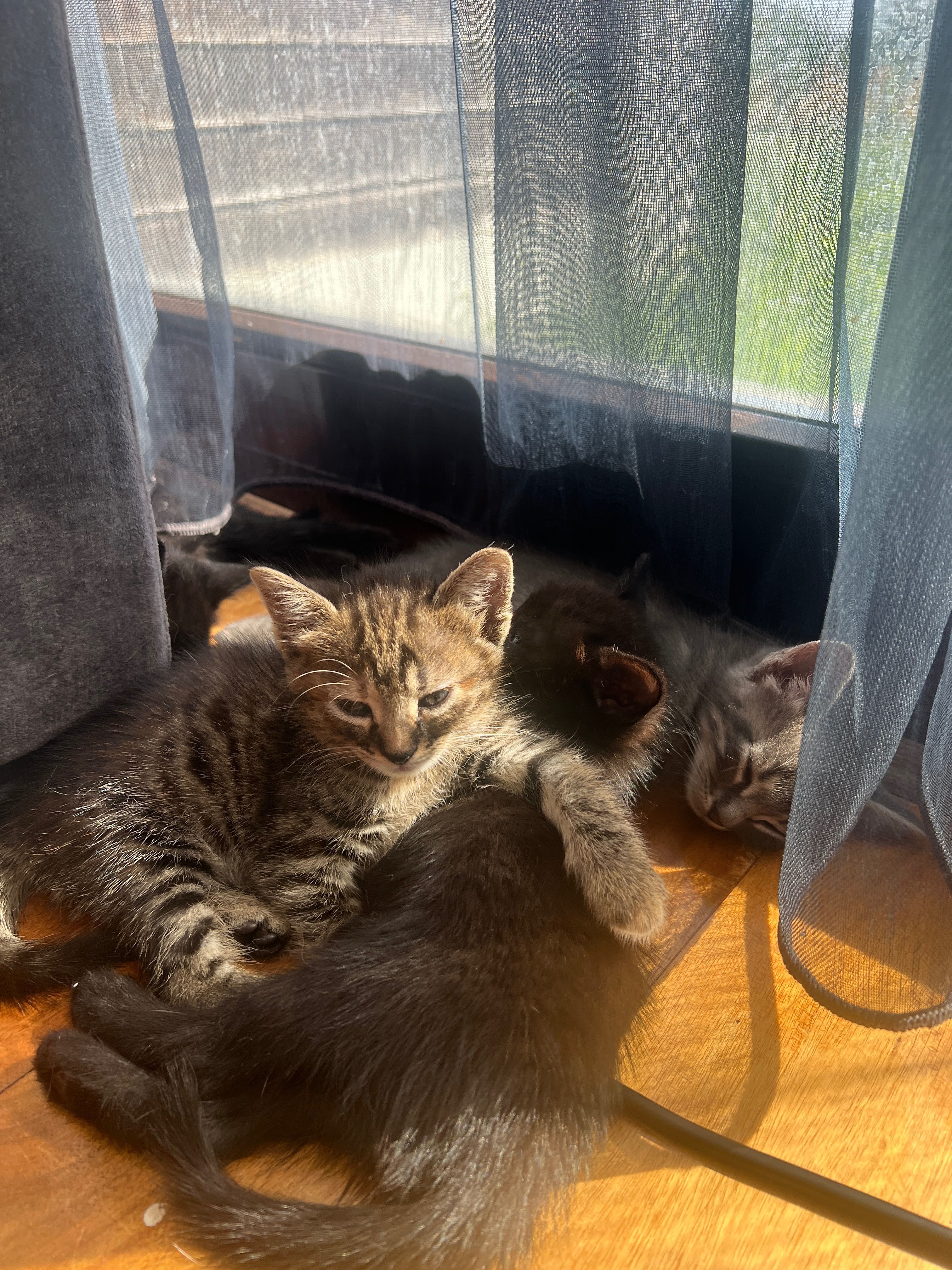 Подярявам малки котенца