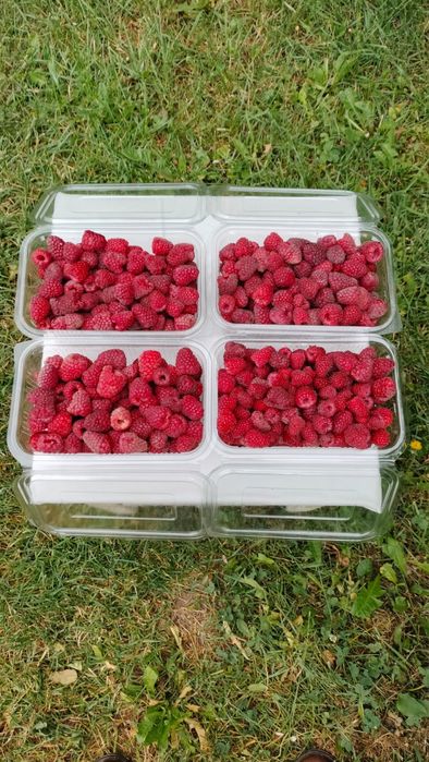 Zmeură 30 lei/kg