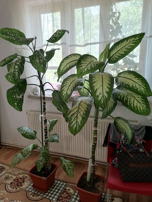 PLANTE MARI(2)- în Craiova