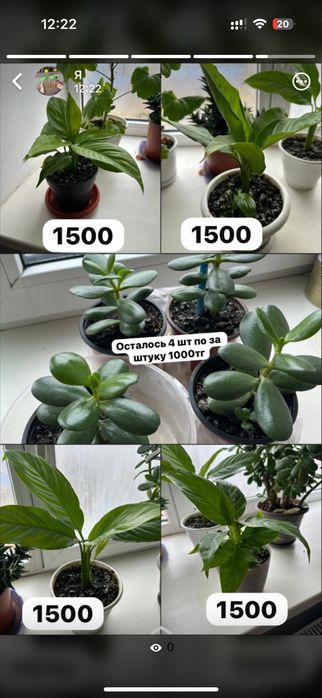 Продам домашние цветы по низкой цене