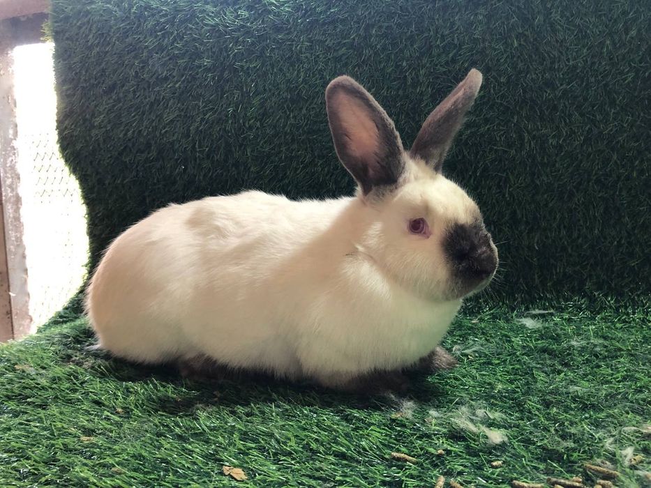 Kalif quyoni ishlashga tayyor paralar