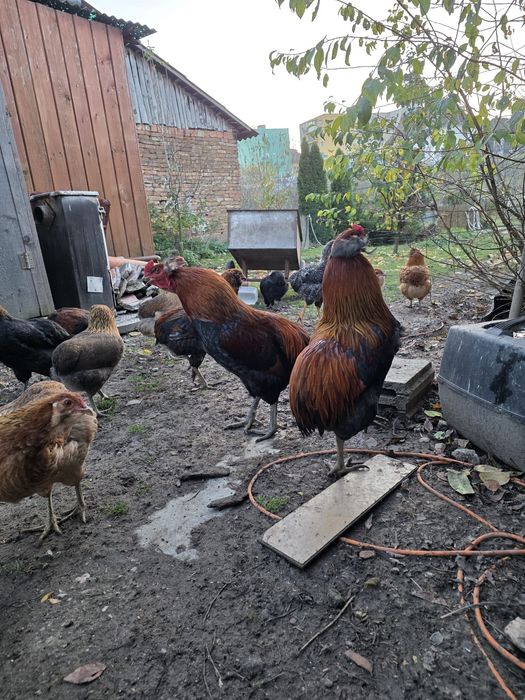 Cocoș araucana tineret