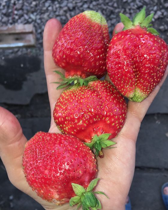 Продам рассаду клубники садовой