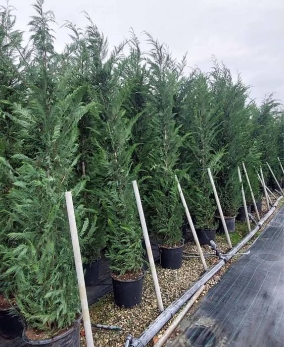 Vând plante ornamentale și livrez