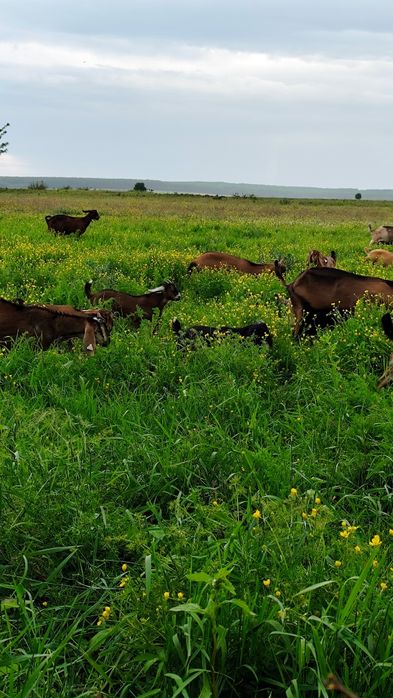 Trimit oriunde  Telemea de capra in Saramura si Lapte de capra bio