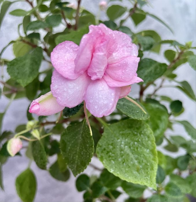 Укоренённые черенки бальзамина Apple Blossom.
