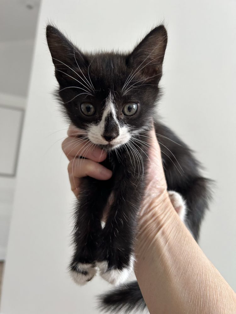 Отдам котенка в любящие руки