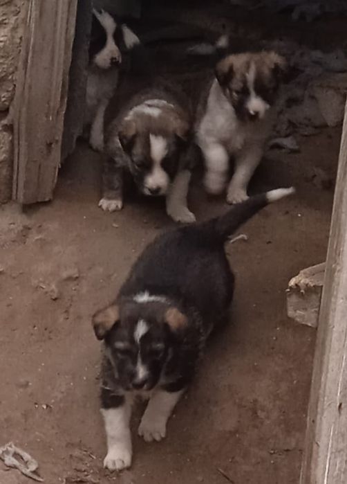 Отдаем маленьких щенят