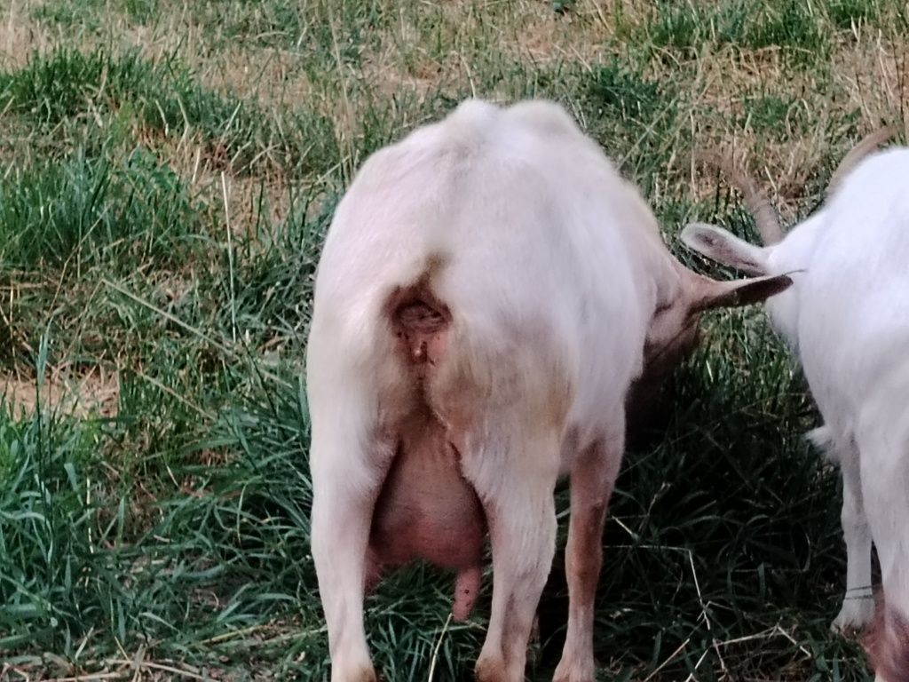 Capra de vanzare