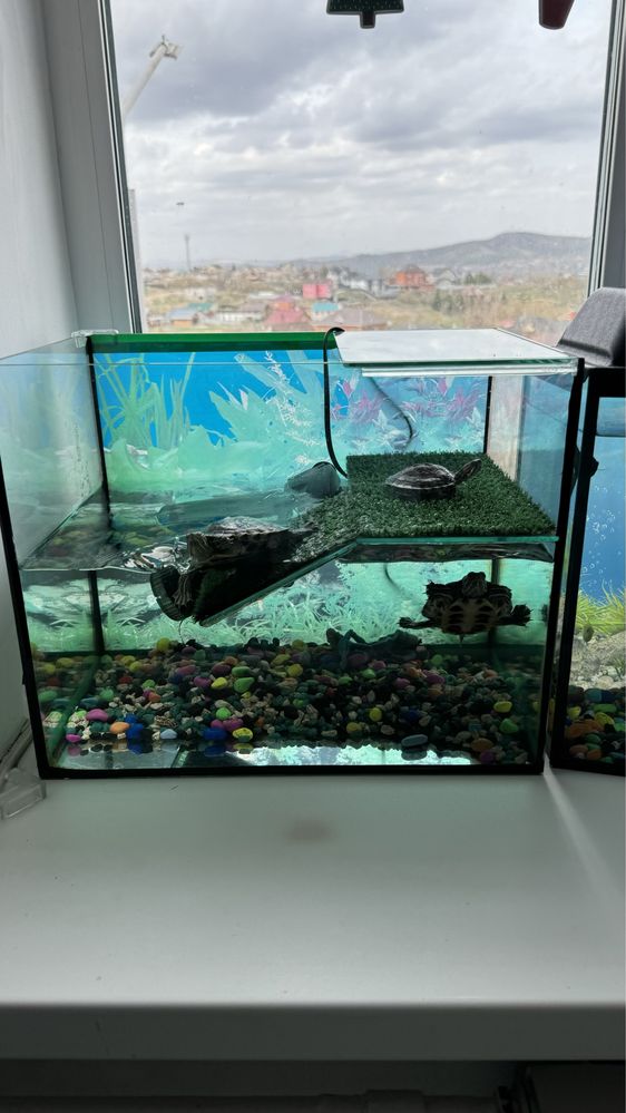 Продам аквариум для черепашек