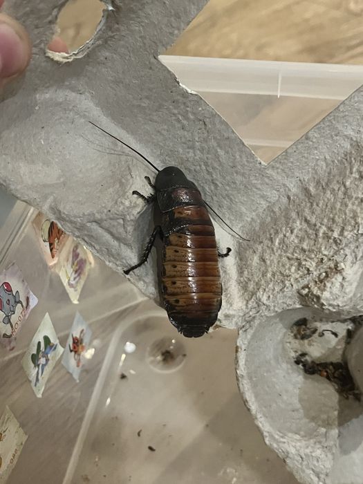 Мадагаскарский таракан