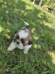De vanzare catel Shih Tzu