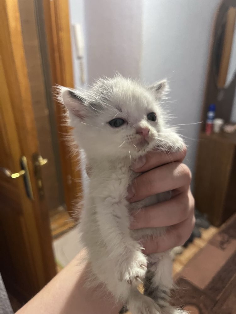 Котята Бесплатно