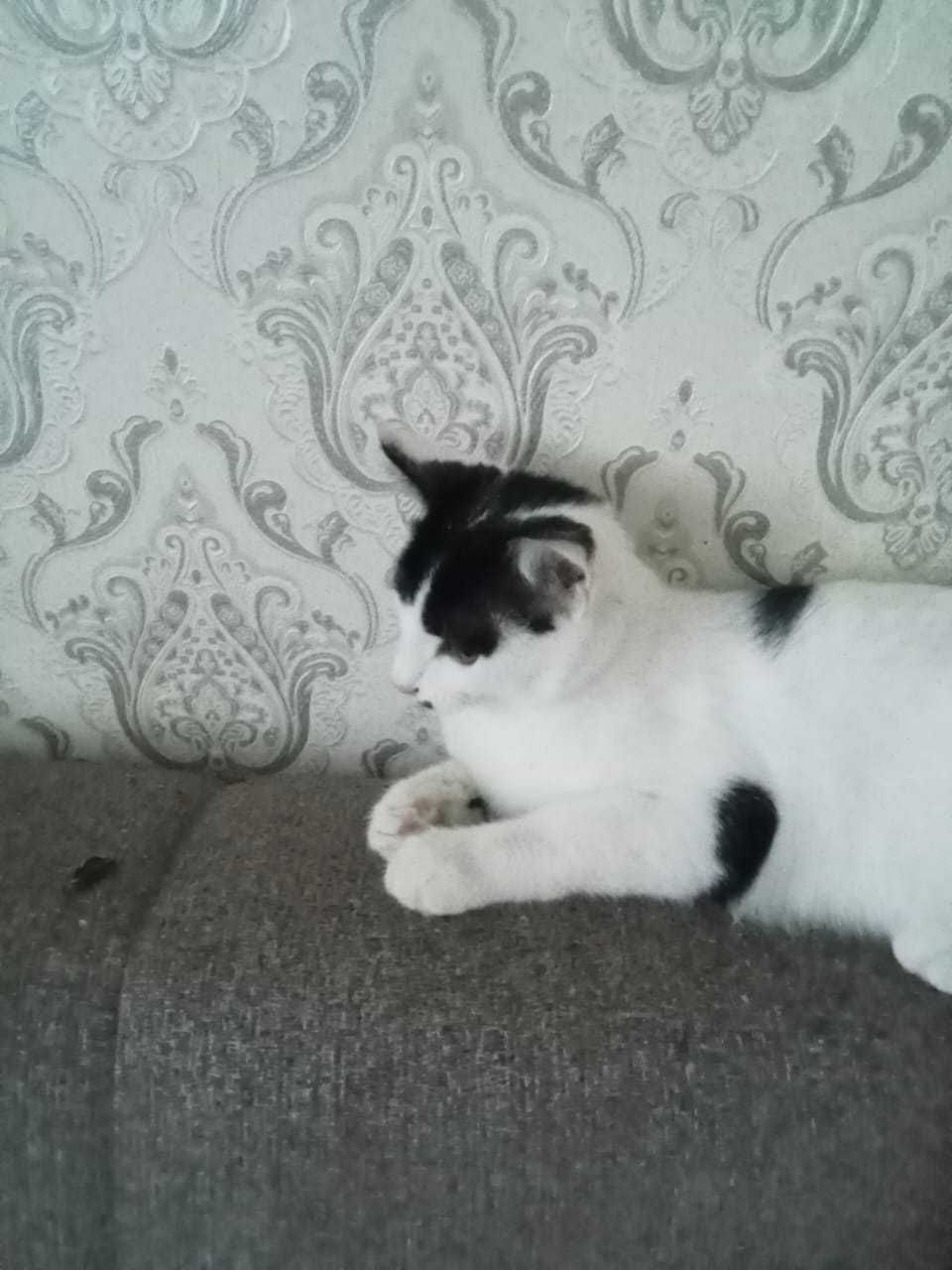 Отдам милого котёнка только хорошим, добрым, любящим животных людям