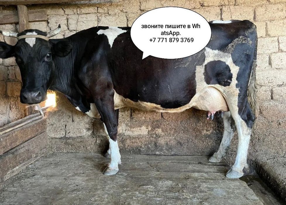 Продам корову с теленком .. ..