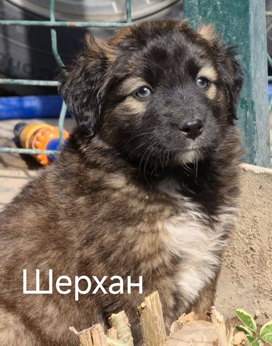 Щенки ищут дом и любящих хозяев