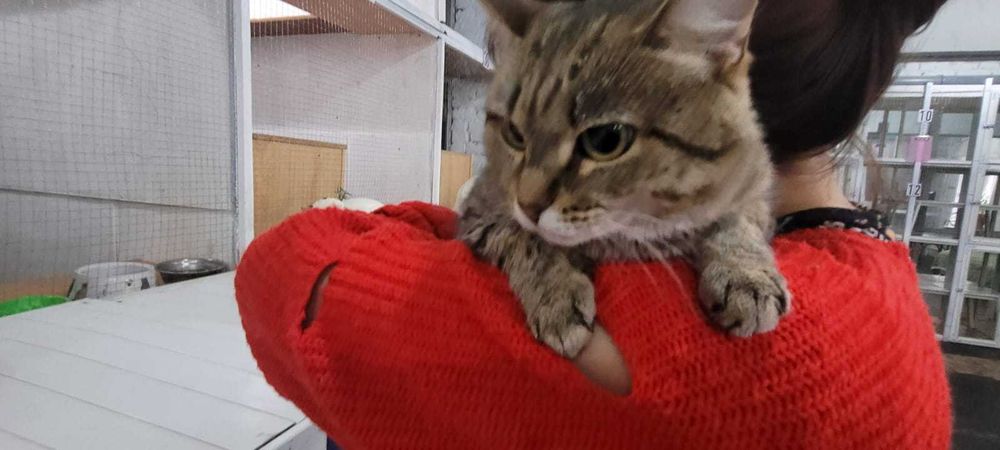 Пристраивается кошечка, 5 месяцев