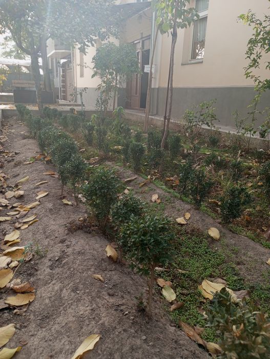 Shamshod ko'chatlari